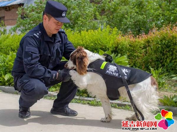 史宾格犬一点不威猛怎么能当警犬其实这公务犬可厉害了