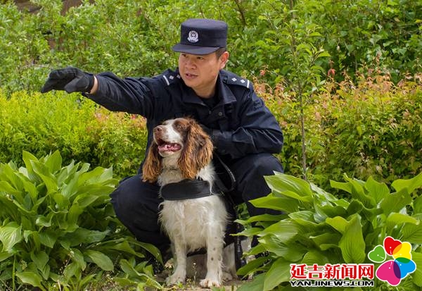 史宾格犬一点不威猛怎么能当警犬其实这公务犬可厉害了