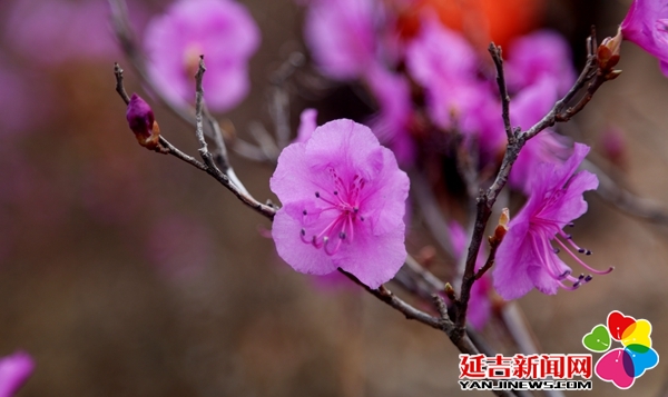 組圖金達萊花又盛開